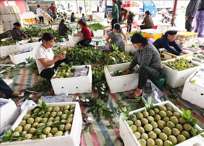 Sản phẩm na được vận chuyển đi tiêu thụ bằng thùng xốp để đảm bảo chất lượng. Ảnh: Vũ Sinh – TTXVN