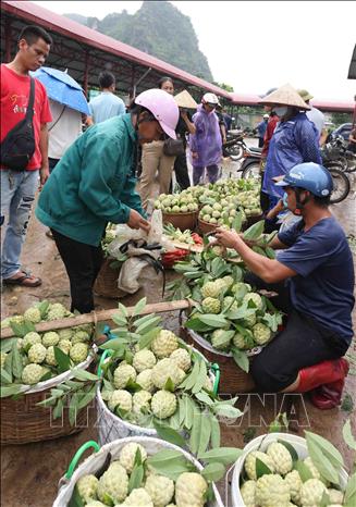 Hoạt động mua, bán sản phẩm na ở chợ đầu mối thị trấn Đồng Mỏ, huyện Chi Lăng. Ảnh: Vũ Sinh – TTXVN