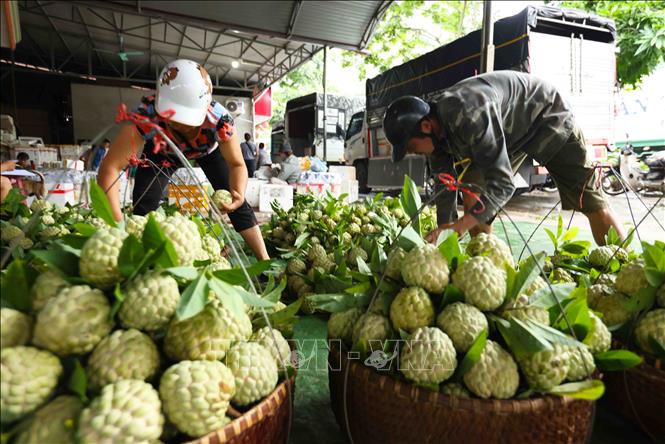 Hoạt động mua, bán sản phẩm na ở chợ đầu mối thị trấn Đồng Mỏ, huyện Chi Lăng. Ảnh: Vũ Sinh – TTXVN
