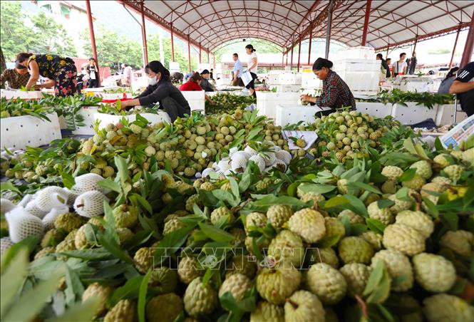 Phân loại, đóng thùng sản phẩm na để vận chuyển đi tiêu thụ. Ảnh: Vũ Sinh – TTXVN