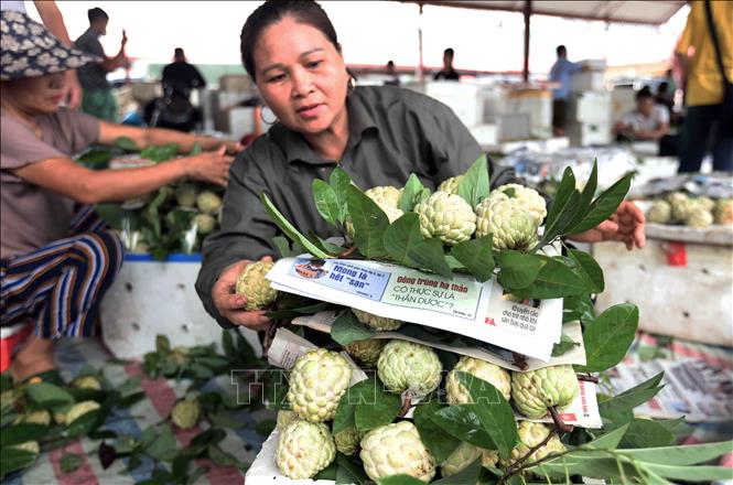Sản phẩm na của thị trấn Đồng Mỏ đạt chất sản phẩm nông nghiệp OCOP 4 sao năm 2022. Ảnh: Vũ Sinh – TTXVN