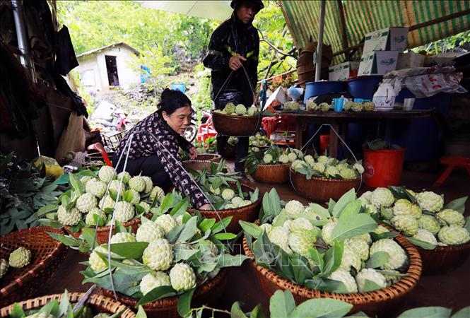 Thu hoạch na được trồng theo tiêu chuẩn VietGap tại hộ nông dân Hoàng Văn Chức, tổ sản xuất na VietGAP Lũng Than, thị trấn Đồng Mỏ, huyện Chi lăng. Ảnh: Vũ Sinh – TTXVN