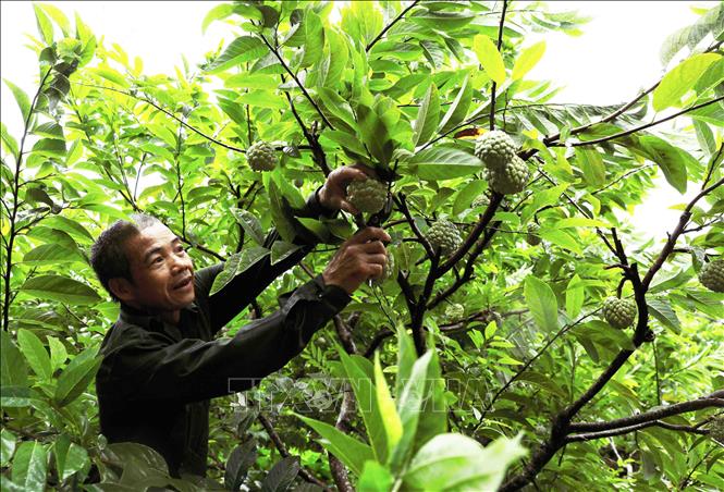 Thu hoạch na được trồng theo tiêu chuẩn VietGap tại hộ nông dân Hoàng Văn Chức, tổ sản xuất na VietGAP Lũng Than, thị trấn Đồng Mỏ, huyện Chi lăng. Ảnh: Vũ Sinh – TTXVN
