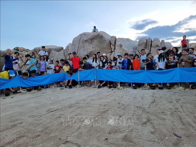Tourists join in activities of releasing baby turtles into the sea. VNA Photo: Nguyễn Thành