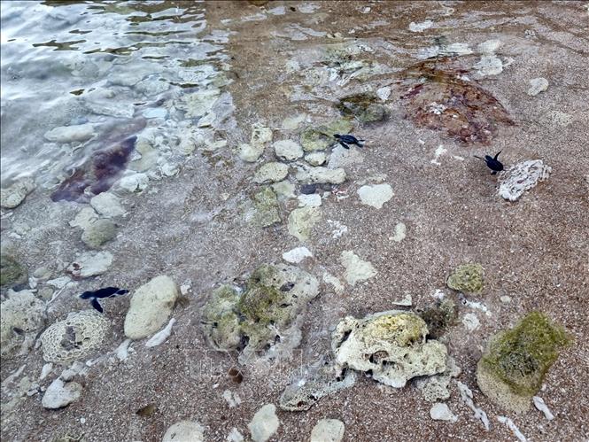 Baby turtles are released into the sea. VNA Photo: Nguyễn Thành
