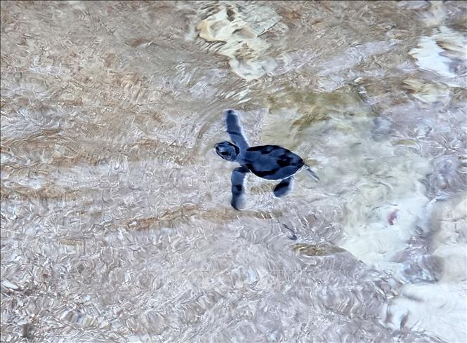 Baby turtles are released into the sea. VNA Photo: Nguyễn Thành