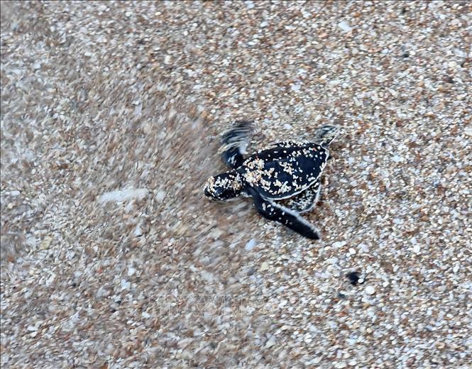 Baby turtles are released into the sea. VNA Photo: Nguyễn Thành