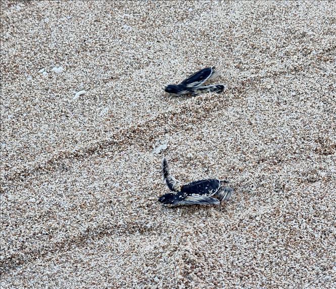 Baby turtles are released into the sea. VNA Photo: Nguyễn Thành