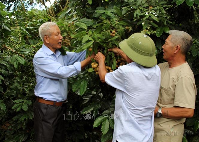 Ông Trần Đình Hoàn (bên trái) ở Tiểu khu Quyết Thắng, xã Cò Nòi, huyện Mai Sơn (Sơn La) mang trong người chất độc da cam nhưng luôn nỗ lực phấn đấu, là tấm gương về nghị lực sống. Ông đã giúp người dân trong tiểu khu có cuộc sống ổn định và chung tay xây dựng nông thôn mới. Ảnh: Diệp Anh - TTXVN