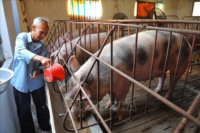 Thương binh Trần Công Vở, thôn Ngô Đồng, xã Gia Phú, huyện Gia Viễn (Ninh Bình) mang trong mình chất độc da cam và 2 trong số 5 người con của ông cũng bị nhiễm. Với nghị lực và ý chí người lính, ông đã đầu tư mô hình vườn ao chuồng, mang lại thu nhập ổn định cho gia đình. Ảnh: Minh Đức - TTXVN