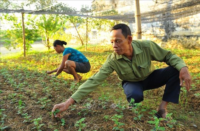 Ông Trần Văn Dự ở thôn đường 477 xã Gia Phú, huyện Gia Viễn (Ninh Bình) là thương binh nhiễm chất độc da cam. Với nghị lực và ý chí của người lính, ông đầu tư mô hình vườn ao chuồng, mang lại thu nhập 200 triệu/năm. Ảnh: Minh Đức - TTXVN