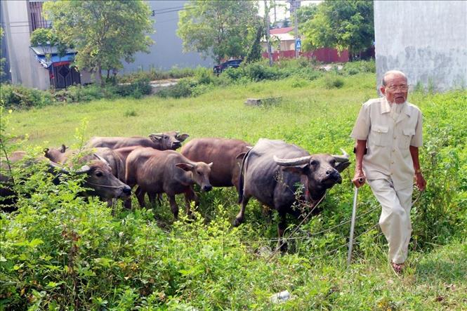 Thương binh Bùi Gia Viễn ở phường Đồng Văn, thị xã Duy Tiên (Hà Nam), là nạn nhân chất độc da cam trực tiếp loại 3, với mô hình kinh tế chăn nuôi gia súc, gia cầm mang lại thu nhập 300 – 400 triệu đồng/năm. Ảnh: Đại Nghĩa- TTXVN