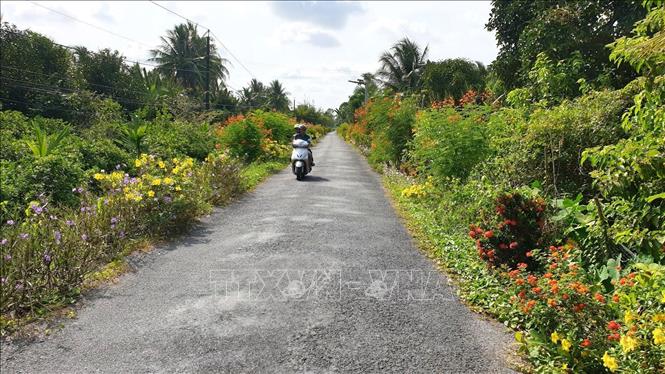 Tuyến đường hoa ở huyện Cầu Kè. Ảnh: Thanh Hòa- TTXVN