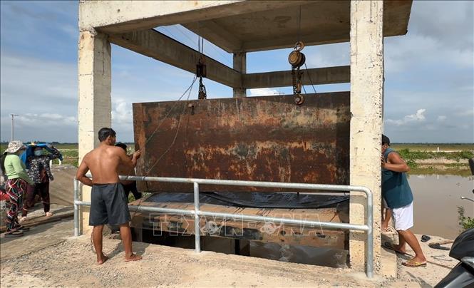 Người dân mở cống cho nước lũ mang phù sa vào cánh đồng ở xã Thường Thới Hậu A, huyện Hồng Ngự, tỉnh Đồng Tháp. Ảnh: Nhựt An - TTXVN