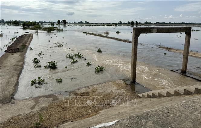 Mở cống, xả lũ để đón phù sa vào đồng ruộng ở xã Thường Thới Hậu A (Hồng Ngự, Đồng Tháp). Ảnh: Nhựt An - TTXVN