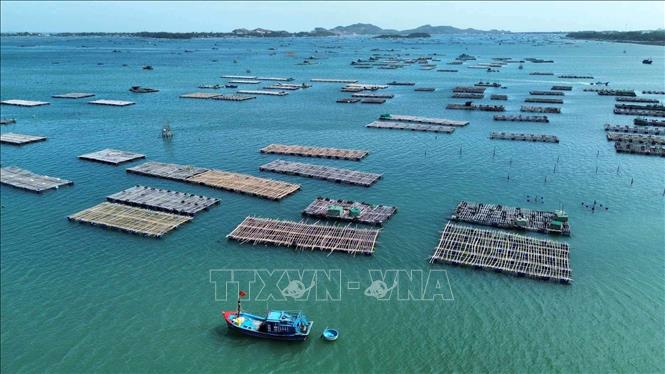 Mật độ nuôi trồng thủy sản tại thị xã Sông Cầu quá dày khiến cho môi trường nuôi bị ô nhiễm. Ảnh: TTXVN phát