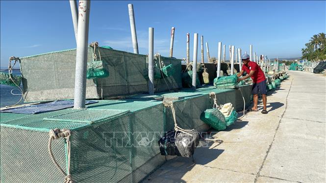 Nhiều hộ dân tại huyện Tuy An (Phú Yên) kéo lồng bè lên bờ tạm dừng nuôi tôm giống. Ảnh: Tường Quân - TTXVN 