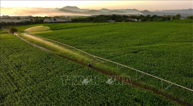 Để chăm sóc cho diện tích cây ngô, cao lương và cỏ, Trang trại TH đầu tư hệ thống tưới tự động với cánh tay khổng lồ dài từ 500-700m, để bảo đảm diện tích cây trồng sinh trưởng tốt nhất. Ảnh: Vũ Sinh - TTXVN