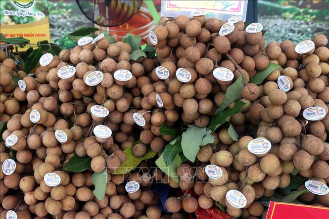 Nhãn lồng Hưng Yên được dán tem truy xuất nguồn gốc. Ảnh: Đinh Văn Nhiều-TTXVN