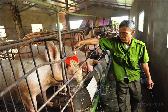 Thương binh Nguyễn Văn Đức ở thôn Ngô Đồng, xã Gia Phú (Gia Viễn, Ninh Bình) là nạn nhân chất độc da cam và 2/5 người con của ông cũng bị nhiễm chất độc. Với nghị lực và ý chí người lính, ông đã đầu tư phát triển mô hình vườn ao chuồng, mang lại thu nhập 300 triệu/ năm. Ảnh: Minh Đức - TTXVN