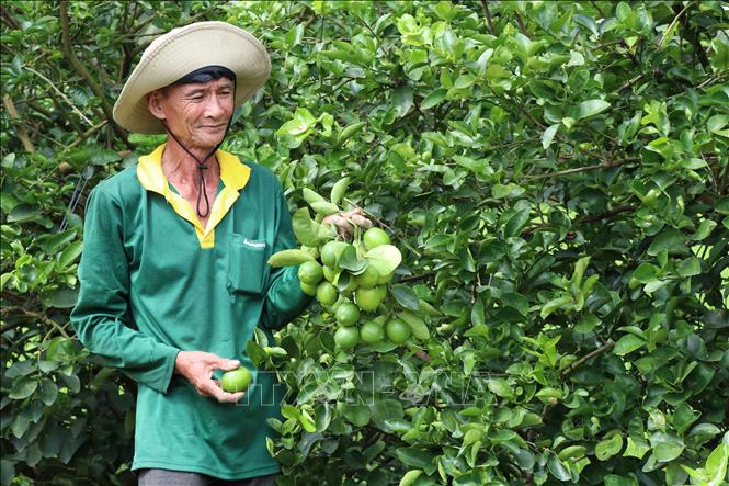Farmer Le Tan Tien, a member of Thanh Chi cooperative living in Cang Long district, Tra Vinh province, harvesting limes on his 0.4 hectare land. VNA Photo: Thanh Hòa