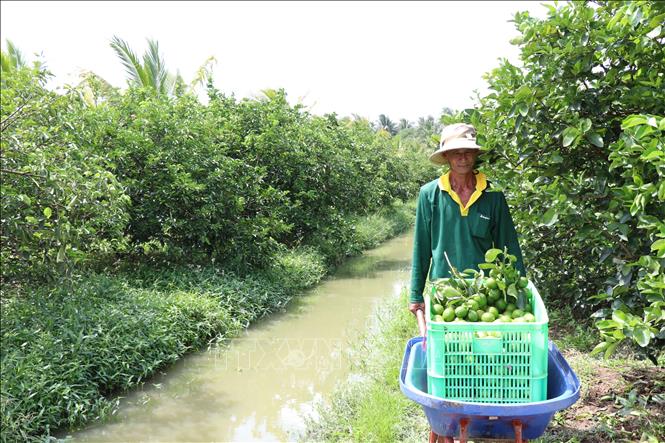 Farmer Le Tan Tien, a member of Thanh Chi cooperative living in Cang Long district, Tra Vinh province, harvesting limes on his 0.4 hectare land. VNA Photo: Thanh Hòa