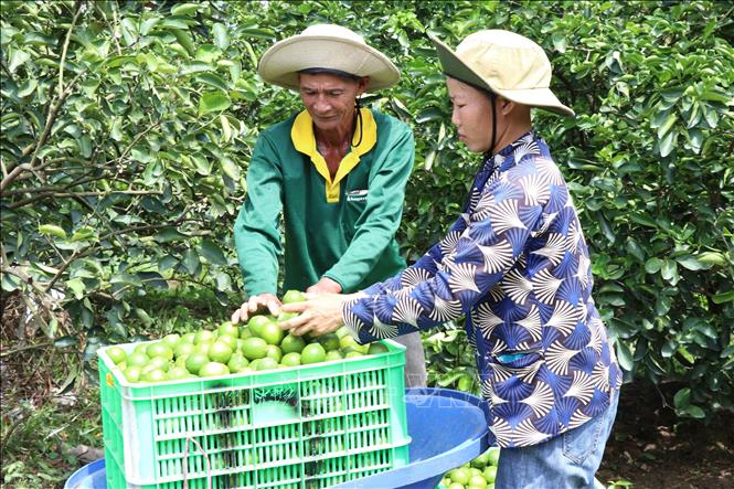 Each year, farmers earn a profit of more than 400 million VND (15,933 USD) from their lime trees, which is 7 to 8 times higher than the profit from rice cultivation. VNA Photo: Thanh Hoà