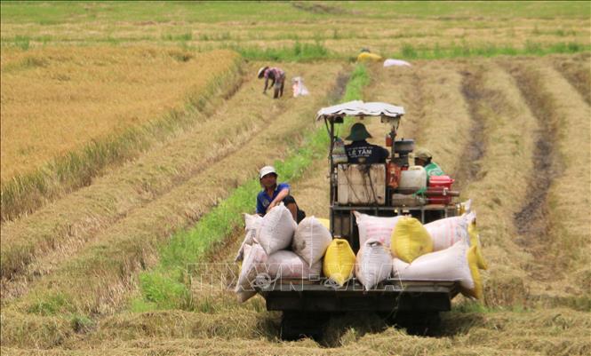 Thời tiết không thuận lợi khiến nhiều diện tích lúa Hè Thu tại xã Vĩnh Tế, thành phố Châu Đốc (An Giang) bị đổ ngã, ảnh hưởng đến năng suất thu hoạch. Ảnh: Công Mạo-TTXVN