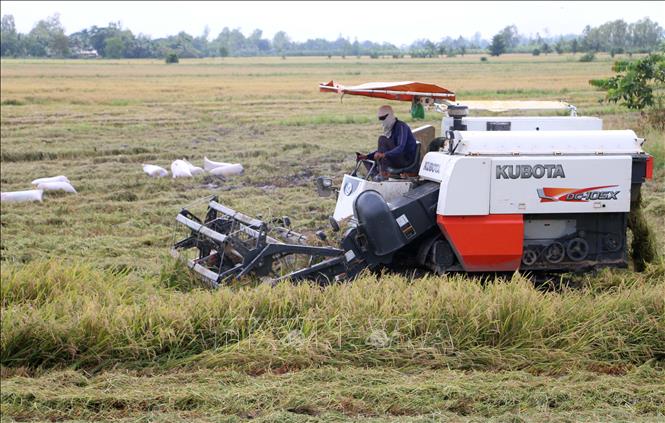 Nông dân xã Vĩnh Trạch tranh thủ thời tiết nắng ráo thu hoạch diện tích lúa Hè Thu bị đổ ngã. Ảnh: Công Mạo-TTXVN