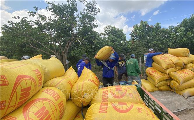 Năng suất bình quân vụ Hè Thu của tỉnh An Giang năm 2024 đạt 5,84 tấn/ha; giảm 0,25 tấn/ha so với cùng kỳ năm 2023. Ảnh: Công Mạo-TTXVN