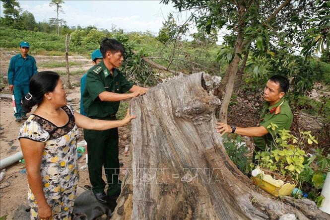 Công an chính quy và công an viên của xã Ia Rvê, huyện Ea Súp, tỉnh Đắk Lắk cùng người dân sống ở tuyến biên giới phía Tây Bắc giáp Vương quốc Campuchia kiểm tra gốc cây đã bị những kẻ phá rừng triệt hạ (2020). Ảnh: Doãn Tấn – TTXVN