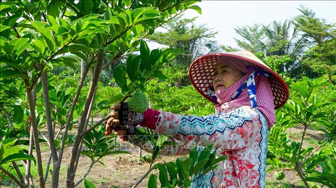 Tây Ninh có điều kiện địa lý tự nhiên thuận lợi, đặc biệt khu vực quanh chân núi Bà Đen phù hợp tốt với môi trường sinh thái của cây mãng cầu ta. Ảnh: Giang Phương - TTXVN