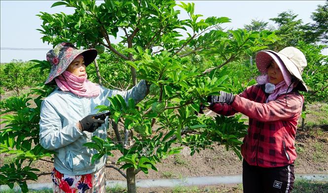 Người dân chăm sóc trái mãng cầu ta Bà Đen. Ảnh: Giang Phương - TTXVN