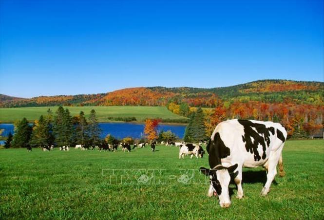 (Tư liệu) Bò sữa được nuôi tại trang trại ở Vermont, Mỹ. Ảnh: Getty Images/TTXVN