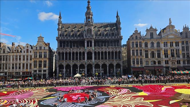 Thảm hoa Brussels 2024. Ảnh: Duy Tùng - PV TTXVN tại Bỉ