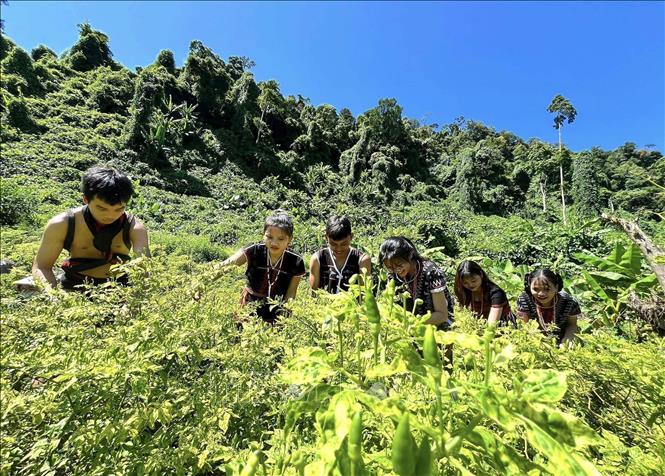 Co Tu ethnic people harvest A Rieu chillies. VNA Photo