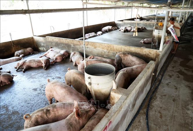 Trang trại chăn nuôi heo nằm trong diện phải di dời ở huyện Trảng Bom, tỉnh Đồng Nai. Ảnh: Hồng Đạt - TTXVN
