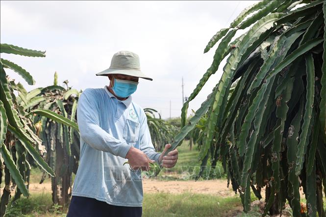 Ông Nguyễn Văn Chương, ngụ xã Bông Trang, huyện Xuyên Mộc tỉa trái để dưỡng cây thanh long chờ sản xuất nghịch vụ. Ảnh: Hoàng Nhị - TTXVN