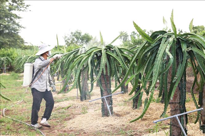 Ông Lê Quang Khiêm, ngụ ấp 2, xã Bưng Riềng, huyện Xuyên Mộc phun thuốc dưỡng cây thanh long để chờ sản xuất vụ nghịch. Ảnh: Hoàng Nhị - TTXVN