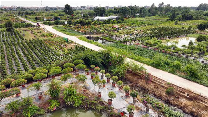 Vùng chuyển đổi đất lúa kém hiệu quả chuyển sang trồng các loại cây khác cho hiệu quả kinh tế cao ở xã Phù Đồng, có diện tích hơn 140 ha, bình quân cho thu nhập hơn 500 triệu đồng/ha/năm. Ảnh: Vũ Sinh - TTXVN