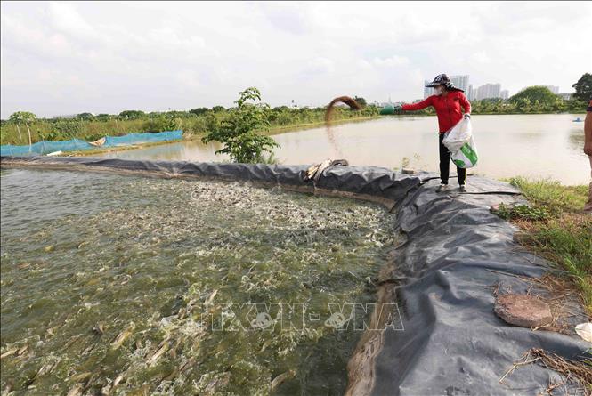 Mô hình chuyển đổi từ đất lúa kém hiệu quả sang nuôi cá cho thu nhập cao ở hộ nông dân Đỗ Văn Khánh xã Dương Xá, huyện Gia Lâm. Ảnh: Vũ Sinh - TTXVN