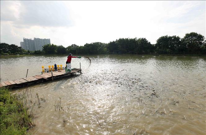 Mô hình chuyển đổi từ đất lúa kém hiệu quả sang nuôi cá cho thu nhập cao ở hộ nông dân Đỗ Văn Khánh xã Dương Xá, huyện Gia Lâm. Ảnh: Vũ Sinh - TTXVN