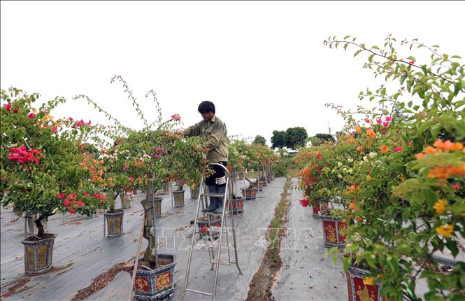 Hộ nông dân Nguyễn Văn Hạnh ở thôn Phù Đổng, xã Phù Đổng, huyện Gia Lâm có hơn 2ha trồng cây hoa giấy, mỗi năm cho thu nhập gần 2 tỷ đồng. Ảnh: Vũ Sinh - TTXVN