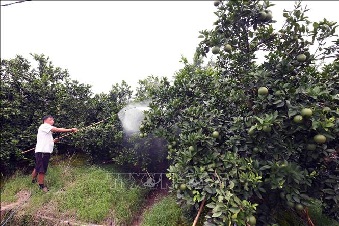 Hộ nông dân Đào Tuấn Anh phun thuốc bảo vệ thực vật theo quy định ở vườn cam của gia đình tại thôn Thuận Quang, xã Dương Xá. Ảnh: Vũ Sinh - TTXVN