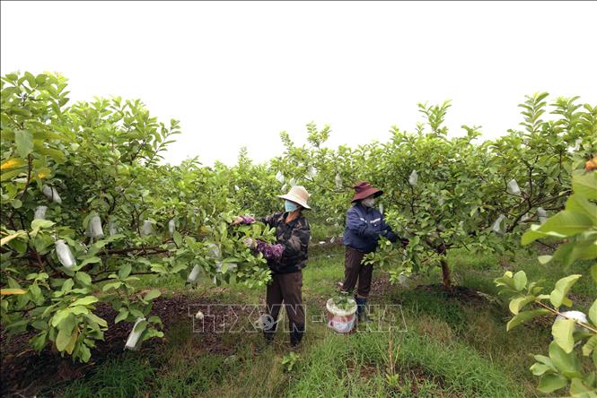 Mô hình chuyển đổi từ đất lúa kem hiệu quả sang trồng ổi và cam cho hiệu quả kinh tế cao ở thôn Thuận Quang, xã Dương Xá. Ảnh: Vũ Sinh - TTXVN