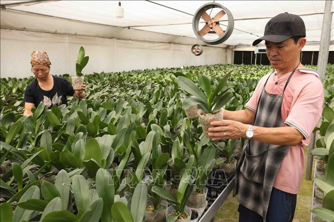 Sản xuất hoa Lan công nghệ cao ở Công ty TNHH Lan hồ điệp, thôn Đề Trụ, xã Dương Quang. Ảnh: Vũ Sinh - TTXVN