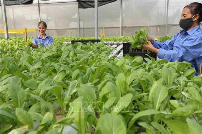 Thu hoạch rau trồng thuỷ canh ở HTX dịch vụ tổng hợp Đa Tốn, xã Đa Tốn, huyện Gia Lâm. Ảnh: Vũ Sinh - TTXVN