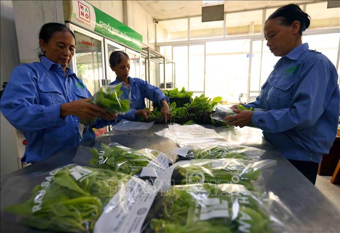HTX dịch vụ tổng hợp Đa Tốn có hơn 1ha trồng các loại rau ăn lá, thu nhập hơn 100 triệu đồng/tháng, sản phẩm rau của HTX đạt OCOP 4 sao năm 2023. Ảnh: Vũ Sinh - TTXVN
