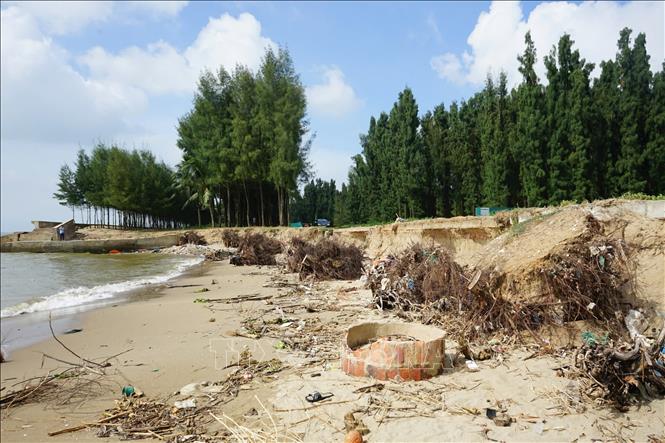 Đoạn bờ biển thuộc xã Hoằng Trường (dài khoảng 1,6 Km) ) bị xói lở, xâm thực làm thiệt hại tài sản của nhân dân và các doanh nghiệp đầu tư. Ảnh: TTXVN phát