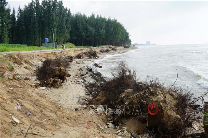 Phạm vi bị xói lở ở các xã ven biển Hoằng Trường, Hoằng Thanh, Hoằng Phụ có diện tích gần 25 ha. Ảnh: TTXVN phát